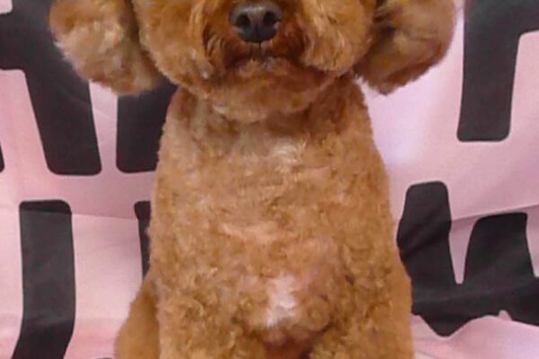 ムギちゃん＆スズちゃん＆ナナちゃん