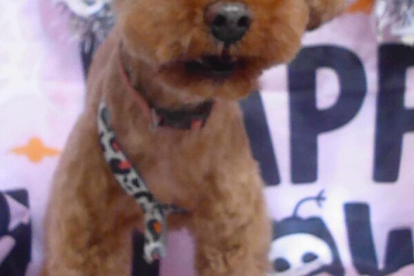 クリームちゃん