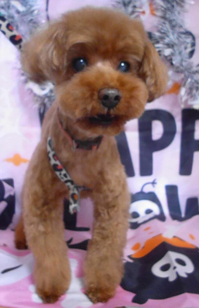 クリームちゃん