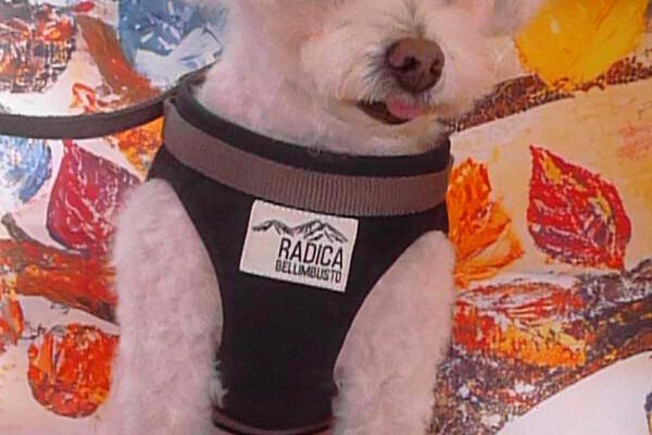 プリンくん＆みりんちゃん