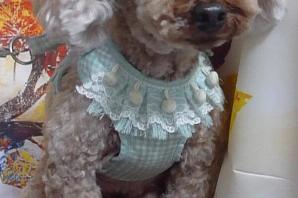 ベベくん＆リリちゃん