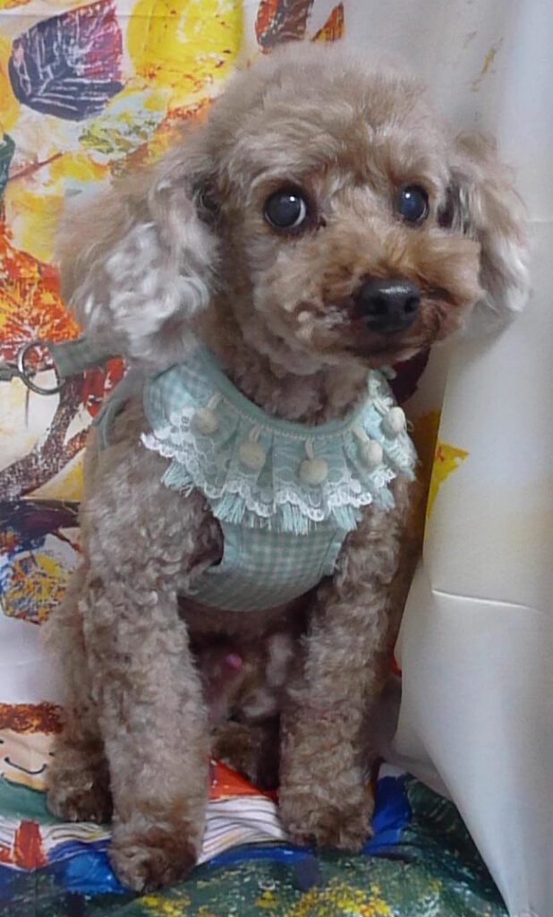 ベベくん＆リリちゃん