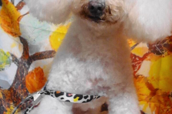 ポップコーンくん