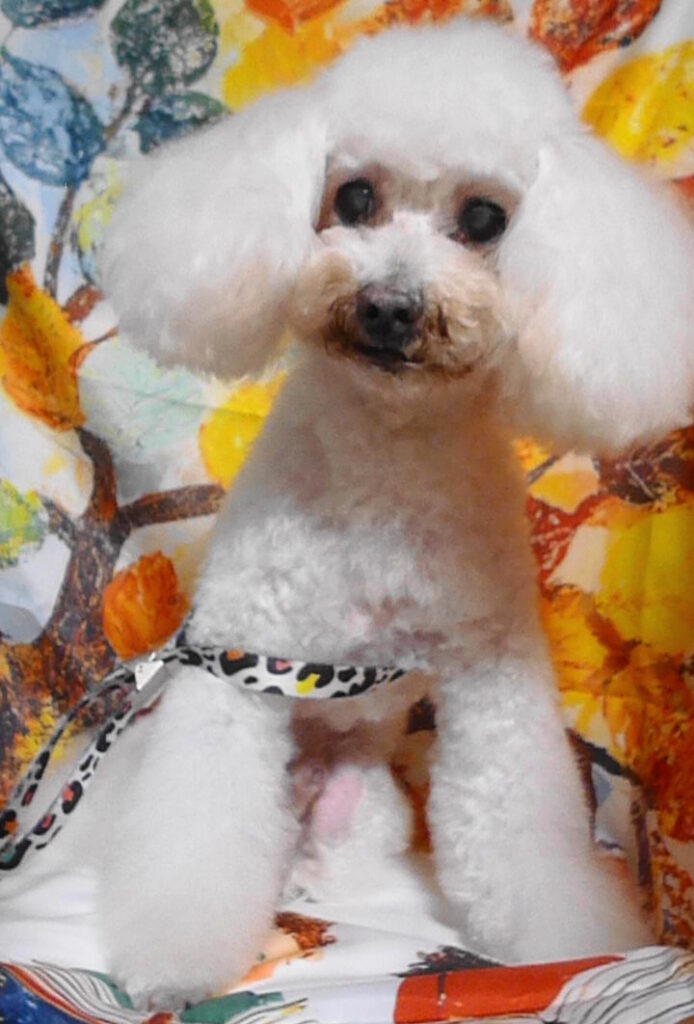 ポップコーンくん