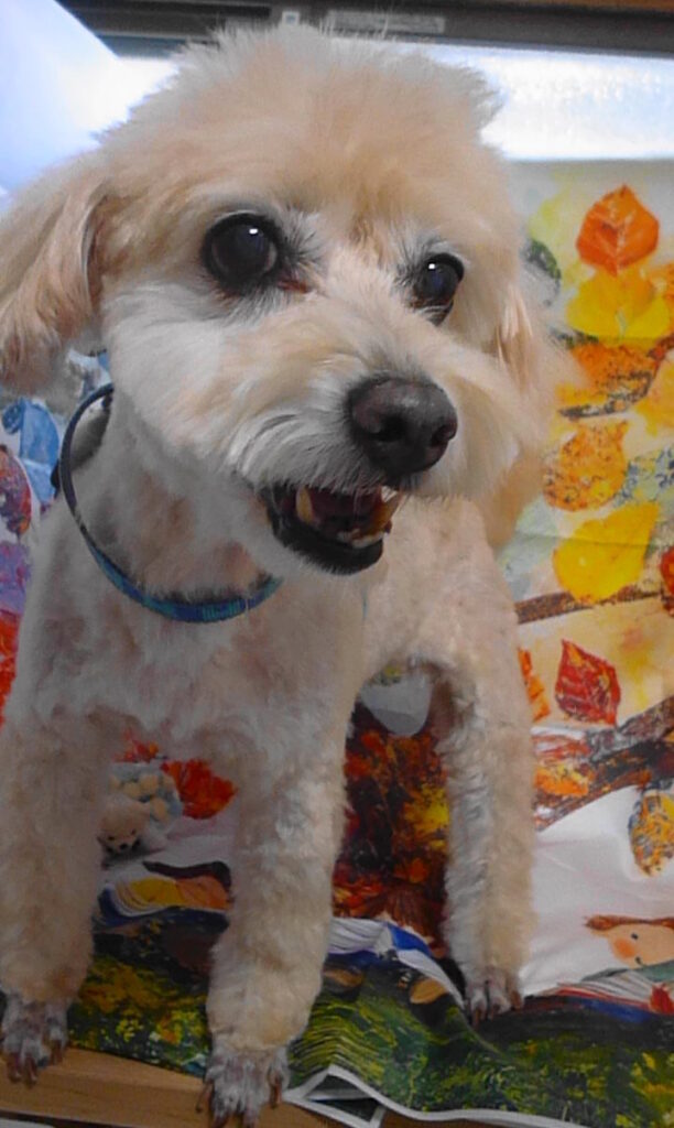 ダッフィーくん