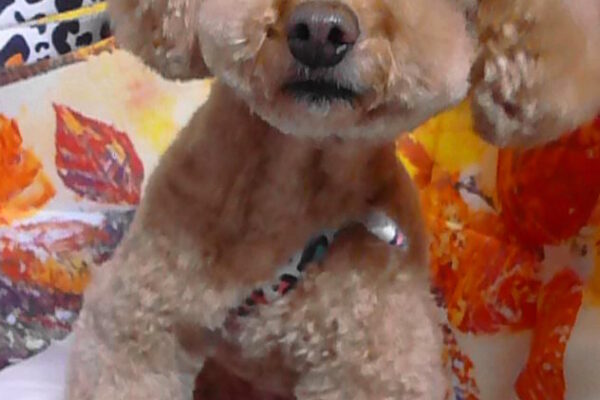 シェリーちゃん