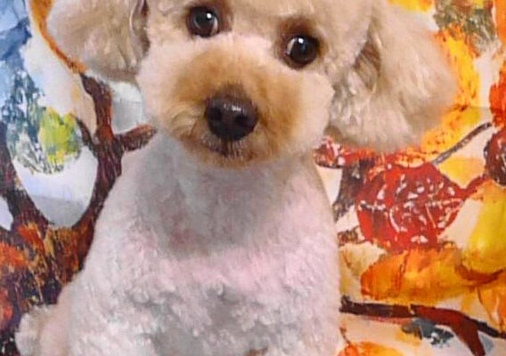 モナちゃん＆ウィくん