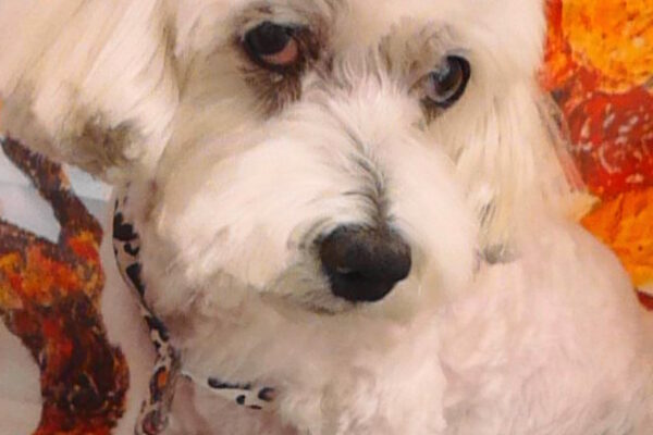 クッキーちゃん