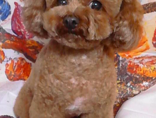 ムギちゃん＆スズちゃん＆ナナちゃん