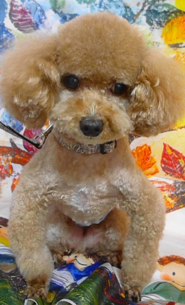 ぷう太くん＆テッドくん