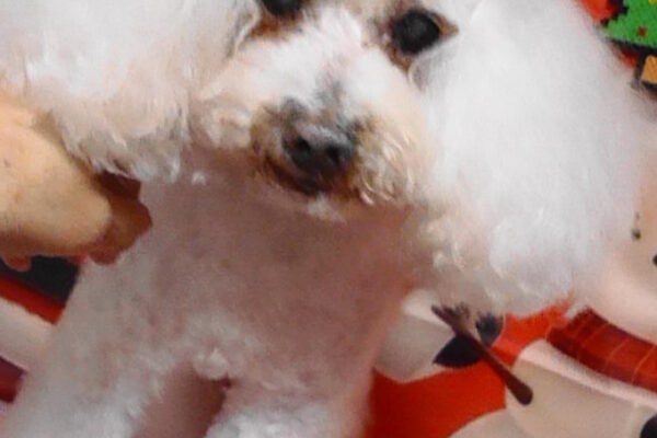 ポップコーンくん