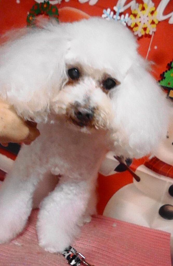 ポップコーンくん