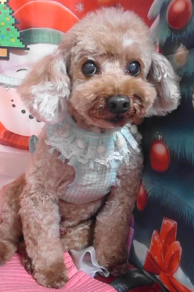 ベベくん＆リリちゃん