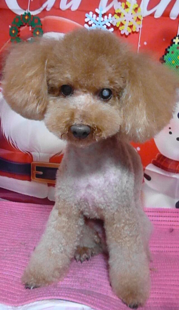 TEDくん＆ポポくん