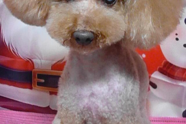 TEDくん＆ポポくん