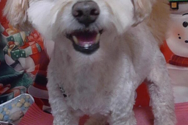 ダッフィーくん