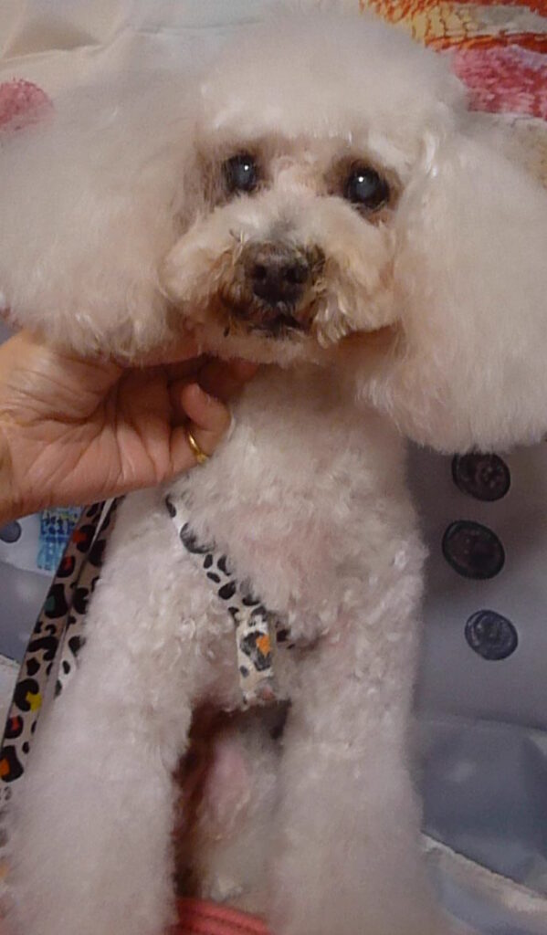 ポップコーンくん