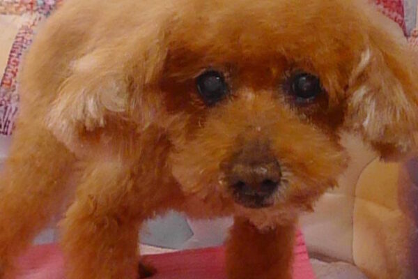 リンちゃん＆ノアちゃん