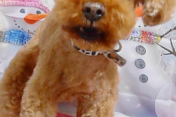 クリームちゃん