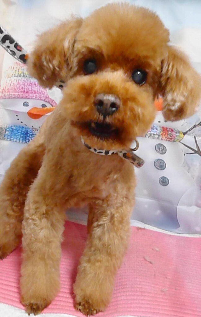 クリームちゃん