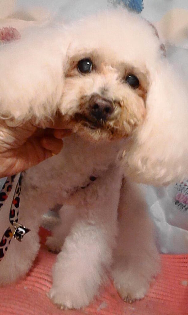 ポップコーンくん