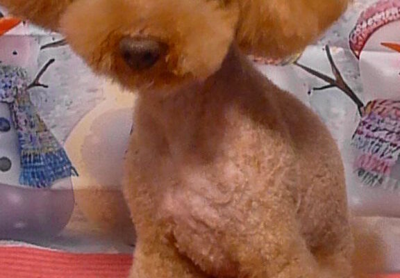 TEDくん＆ポポくん