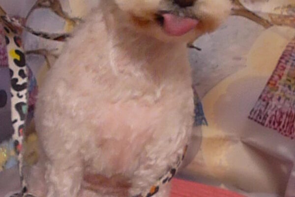 プリンくん＆みりんちゃん