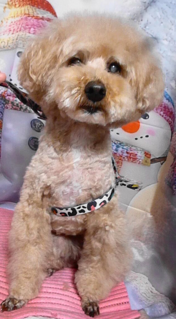 COCOちゃん