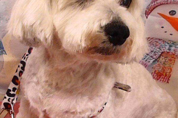 クッキーちゃん