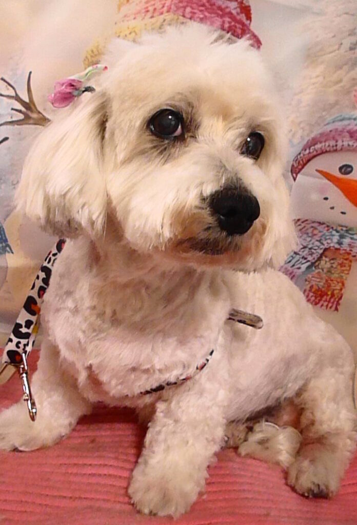 クッキーちゃん