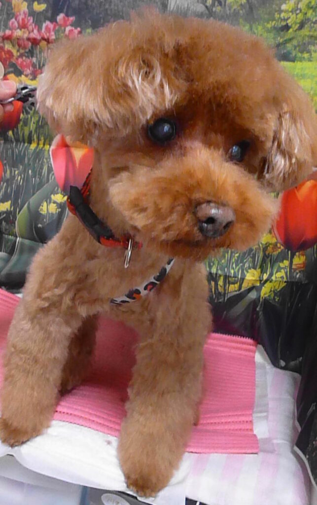 クリームちゃん