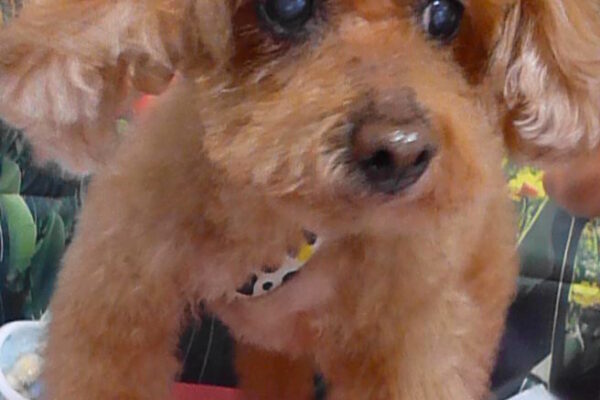 リンちゃん＆ノアちゃん＆ナルくん