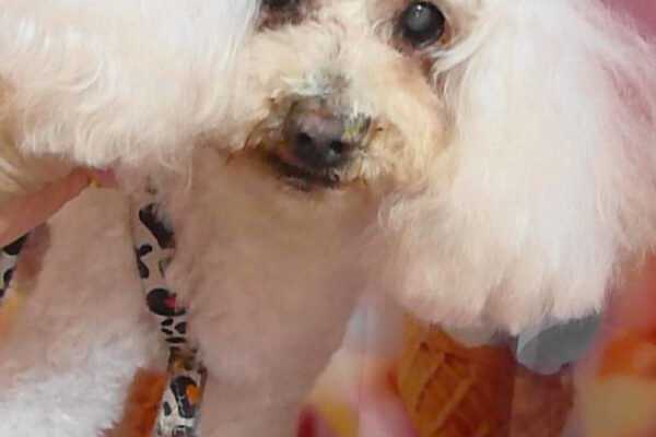 ポップコーンくん