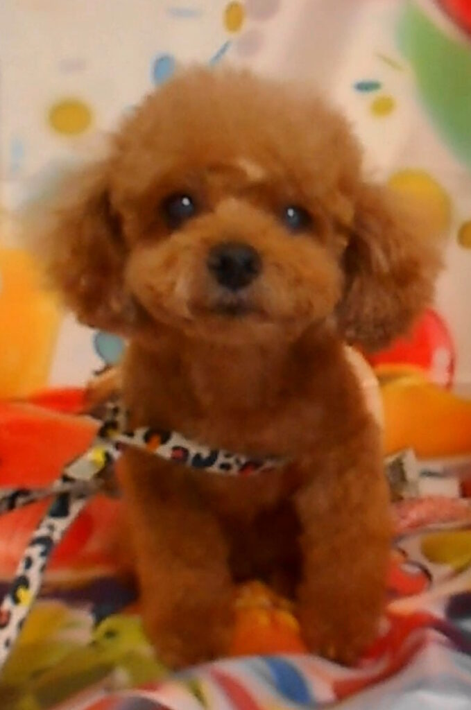 プーちゃん