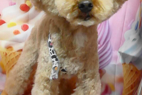 COCOちゃん