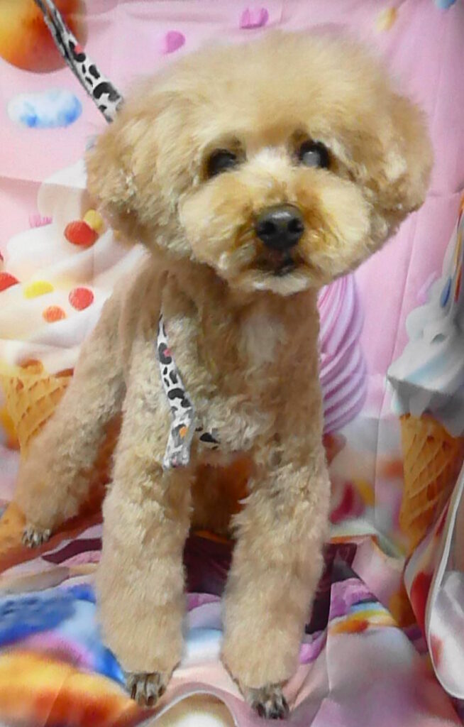 COCOちゃん