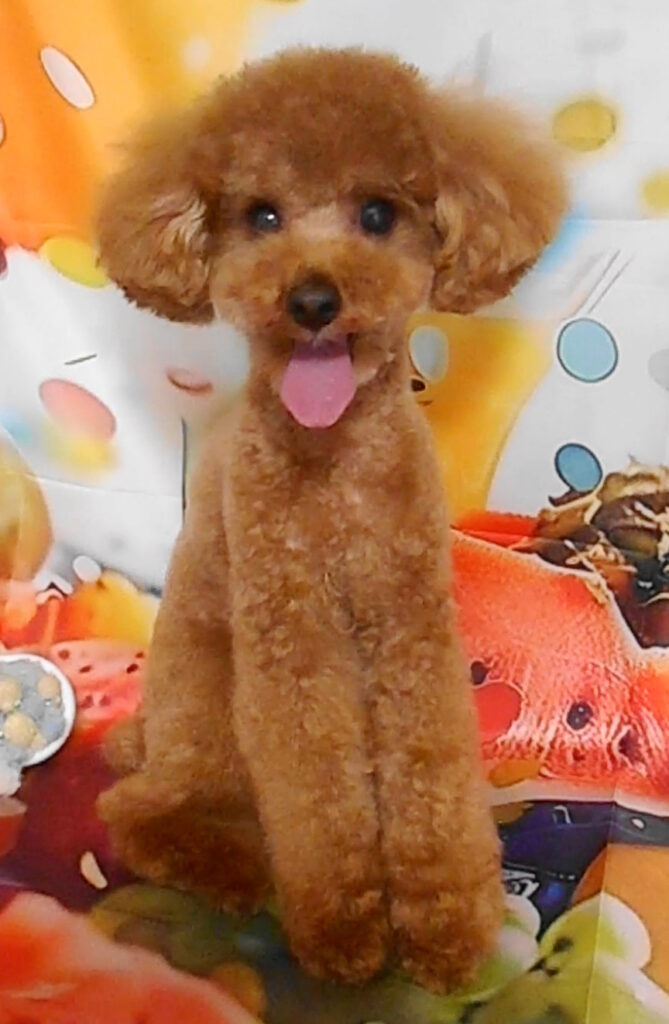 大福くん