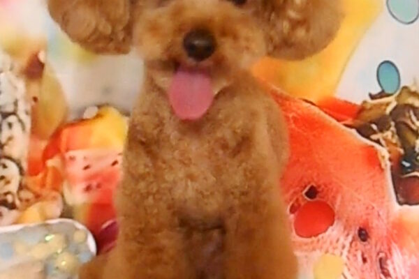 大福くん