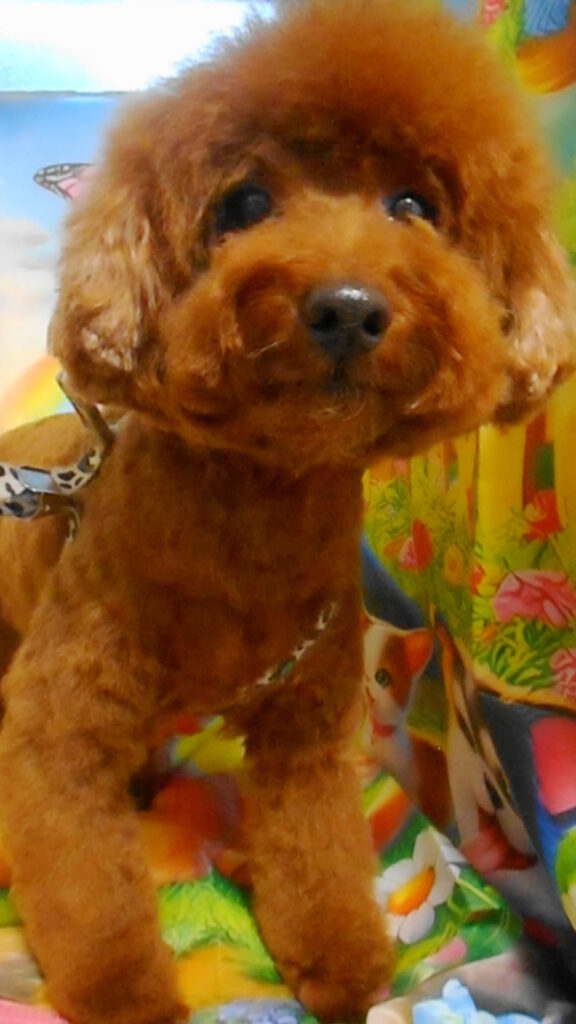 まりもちゃん