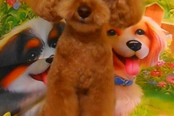 大福くん