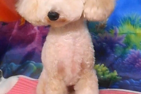 ふうくん